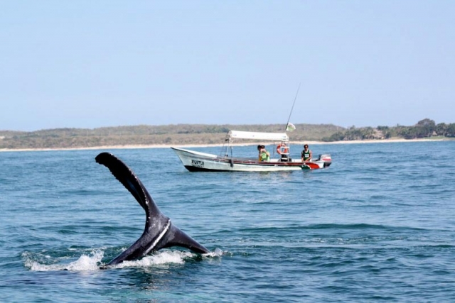 Ballenas en el mar